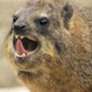 Meet your Posher, Lara